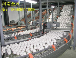 河南金鳳牧業(yè) 以自動(dòng)化設(shè)備與層疊式蛋雞籠，引領(lǐng)現(xiàn)代化養(yǎng)殖新風(fēng)尚