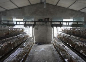 德州羽王鴿業(yè) 肉鴿自動喂料機高清圖片與畜牧機械制造新標桿